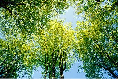 吉卜力风格平台跳跃游戏《Hoa》将于8月登陆PC和主机平台